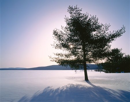 Tree, Algonquin Provincial Park, Ontario, Canada Stock Photo - Premium Royalty-Free, Code: 600-00173989