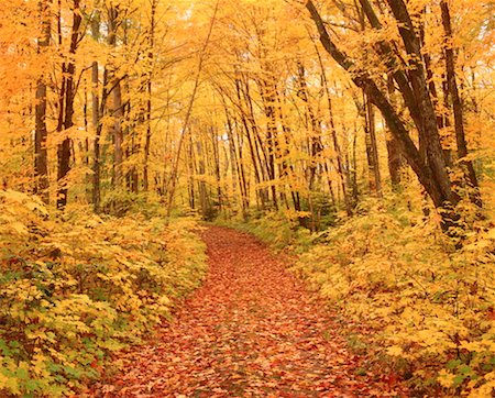 simsearch:600-00173997,k - Leaf-Covered Path in Forest, Muskoka, Ontario, Canada Foto de stock - Sin royalties Premium, Código: 600-00173999