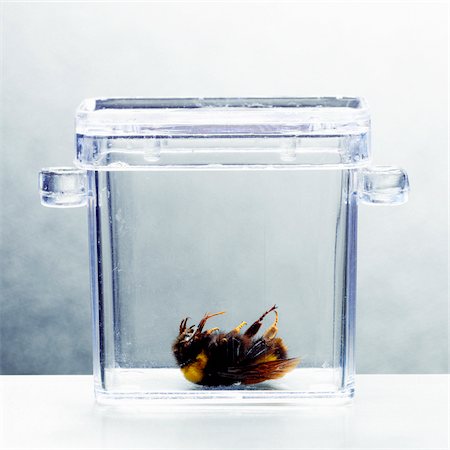 Dead Bee in Container Photographie de stock - Premium Libres de Droits, Code: 600-00185637