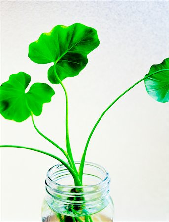 Plant Cutting Stock Photo - Premium Royalty-Free, Code: 600-00199213