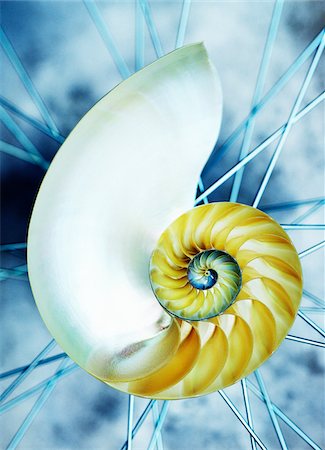 Close-Up of Shell Photographie de stock - Premium Libres de Droits, Code: 600-00190983