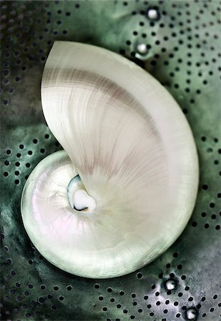 simsearch:600-00357664,k - Nautilus Shell with Colander Stock Photo - Premium Royalty-Free, Code: 600-00270113