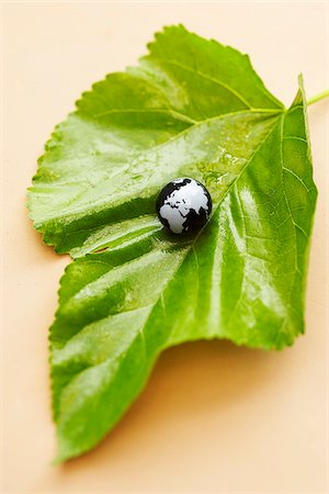 earth the planet - Globe on a Leaf Stock Photo - Premium Royalty-Free, Code: 600-00635645