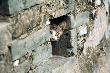 Kitten Peeking out of Wall, Yangshuo, Guangxi Province, China Stock Photo - Premium Royalty-Free, Code: 600-00795963