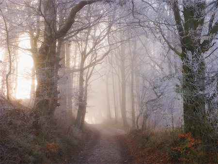 Country Road Through Forest, Grafrath, Bavaria, Germany Stock Photo - Premium Royalty-Free, Code: 600-00796066