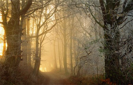 Country Road Through Forest, Grafrath, Bavaria, Germany Stock Photo - Premium Royalty-Free, Code: 600-00796061