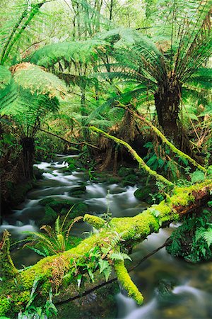 simsearch:600-00865387,k - Mountain Stream and Rainforest, Mole Creek National Park, Tasmania, Australia Stock Photo - Premium Royalty-Free, Code: 600-00796080
