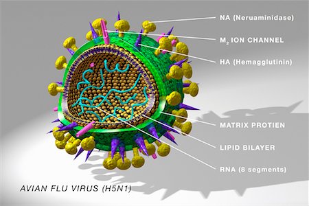 rick fischer - Diagram of Avian Flu Virus Foto de stock - Sin royalties Premium, Código: 600-00819413