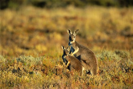 parks of australian animals - Red Kangaroos Stock Photo - Premium Royalty-Free, Code: 600-00824526