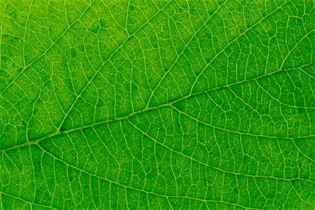 simsearch:600-00176667,k - Close Up of Leaf Stock Photo - Premium Royalty-Free, Code: 600-00846544