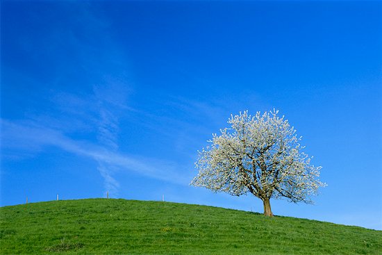 blue sky green grass. lue and green blue sky green