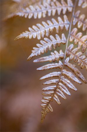 simsearch:600-00176667,k - Dry Fern Frond Stock Photo - Premium Royalty-Free, Code: 600-00847790