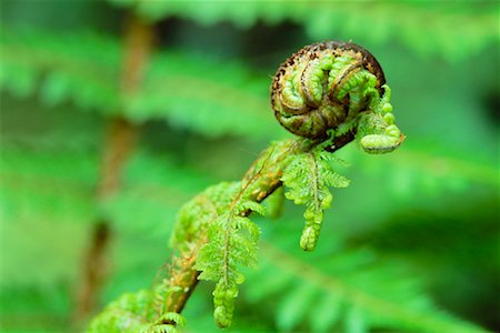 simsearch:600-03004987,k - Close Up of Fern Stock Photo - Premium Royalty-Free, Code: 600-00848209