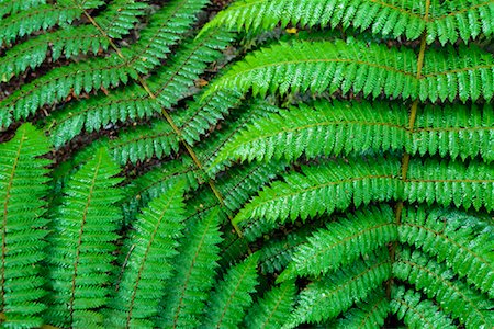 simsearch:600-03004987,k - Close Up of Fern Stock Photo - Premium Royalty-Free, Code: 600-00848216