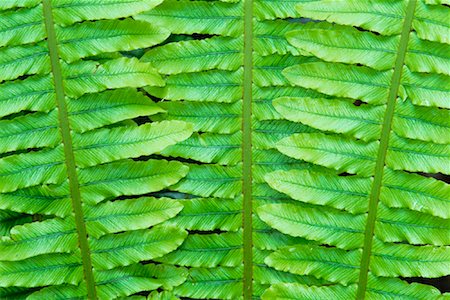 simsearch:600-03004987,k - Close Up of Fern Stock Photo - Premium Royalty-Free, Code: 600-00848217