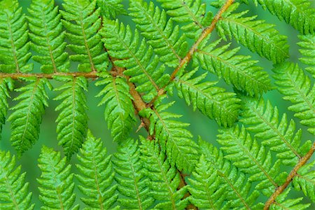 simsearch:600-03004987,k - Close Up of Fern Stock Photo - Premium Royalty-Free, Code: 600-00848218