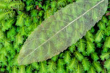 simsearch:600-00176667,k - Close-up of Leaf Stock Photo - Premium Royalty-Free, Code: 600-00848219
