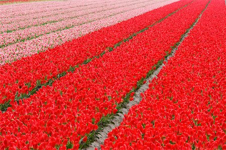 Tulip Field, Lisse, Holland, Netherlands Stock Photo - Premium Royalty-Free, Code: 600-00864607