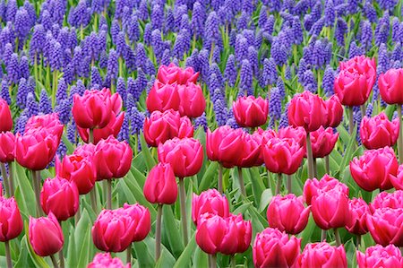 Tulips and Grape Hyacinth, Keukenhof Gardens, Holland, Netherlands Foto de stock - Sin royalties Premium, Código: 600-00864614