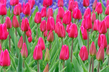 Tulips, Keukenhof Gardens, Holland, Netherlands Foto de stock - Sin royalties Premium, Código: 600-00864615
