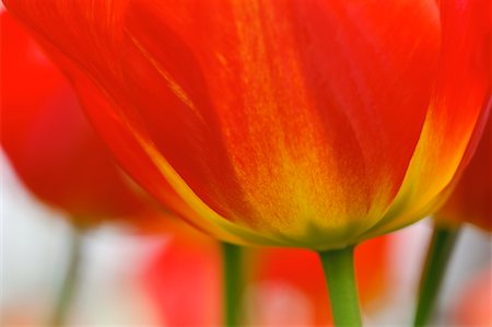 Close-Up of Tulip Stock Photo - Premium Royalty-Free, Code: 600-00864617