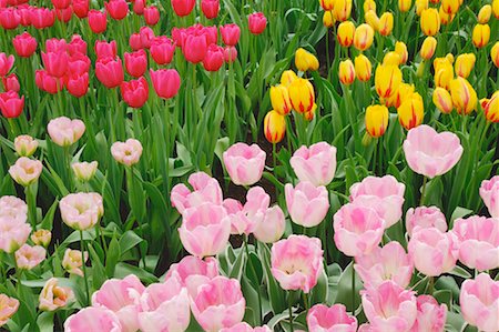 Tulips, Keukenhof Gardens, Holland, Netherlands Foto de stock - Sin royalties Premium, Código: 600-00864618