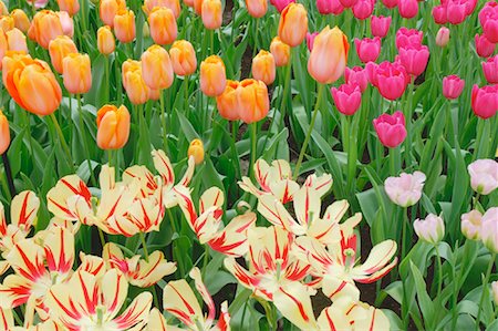 Tulips, Keukenhof Gardens, Holland, Netherlands Foto de stock - Sin royalties Premium, Código: 600-00864619
