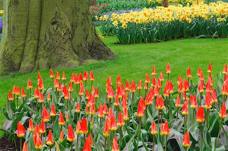 Tulips and Daffodils, Keukenhof Gardens, Holland, Netherlands Foto de stock - Sin royalties Premium, Código: 600-00864611