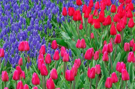 Tulips and Grape Hyacinth, Keukenhof Gardens, Holland, Netherlands Foto de stock - Sin royalties Premium, Código: 600-00864613