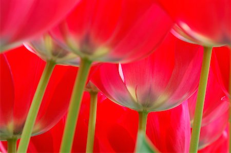 Close-Up of Tulips Stock Photo - Premium Royalty-Free, Code: 600-00864624