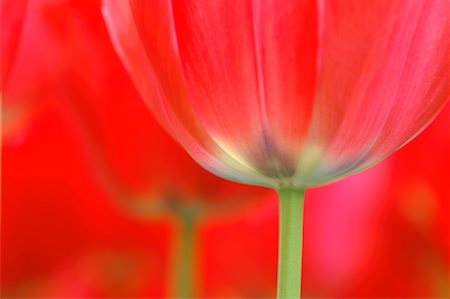 Close-Up of Tulip Stock Photo - Premium Royalty-Free, Code: 600-00864625