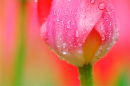 Close-Up of Tulip Foto de stock - Sin royalties Premium, Código: 600-00864626