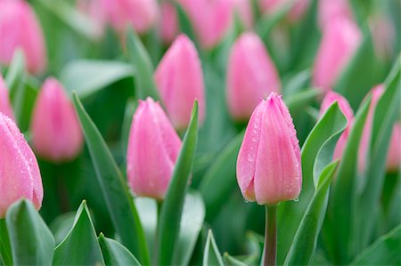Close-Up of Tulips Stock Photo - Premium Royalty-Free, Code: 600-00864627