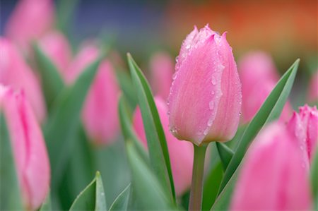 Close-Up of Tulip Stock Photo - Premium Royalty-Free, Code: 600-00864628