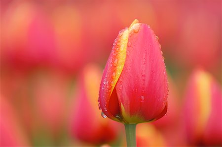 Close-Up of Tulip Stock Photo - Premium Royalty-Free, Code: 600-00864629