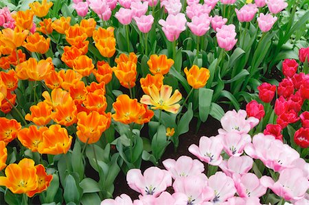 Tulips, Keukenhof Gardens, Holland, Netherlands Foto de stock - Sin royalties Premium, Código: 600-00864621