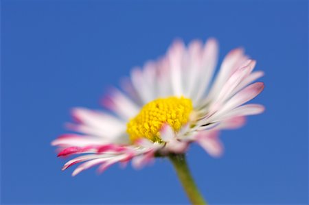 Close-Up of English Daisy Stock Photo - Premium Royalty-Free, Code: 600-00864638