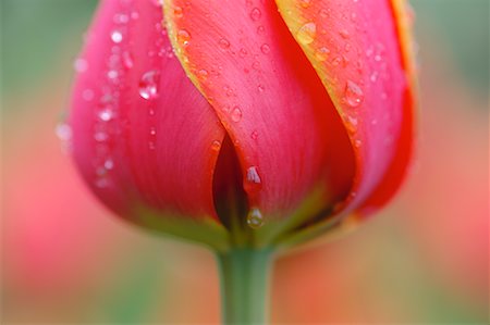 Close-Up of Tulip Foto de stock - Sin royalties Premium, Código: 600-00864631