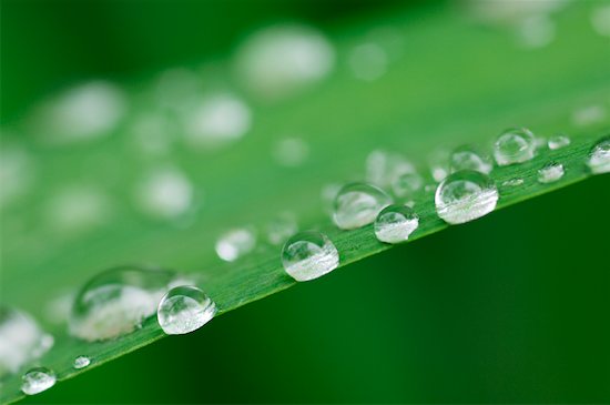 water drop. Drops of Water on Tulip Leaf