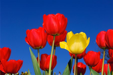 Close-Up of Tulips Stock Photo - Premium Royalty-Free, Code: 600-00864651