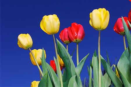 Close-Up of Tulips Stock Photo - Premium Royalty-Free, Code: 600-00864652