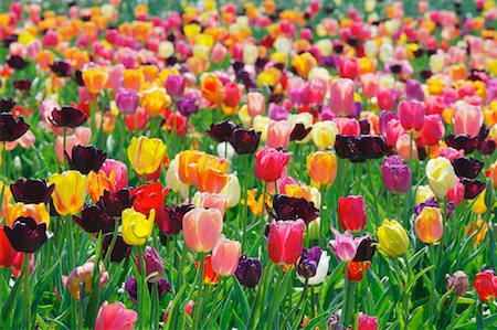 Field of Tulips Stock Photo - Premium Royalty-Free, Code: 600-00864672