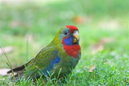 Crimson Rosella Stock Photo - Premium Royalty-Free, Code: 600-00865371