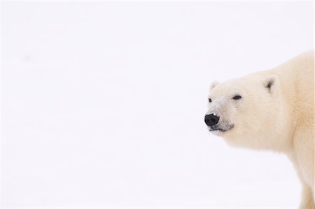 simsearch:700-01195251,k - Portrait of Polar Bear, Churchill, Manitoba, Canada Stock Photo - Premium Royalty-Free, Code: 600-00866415