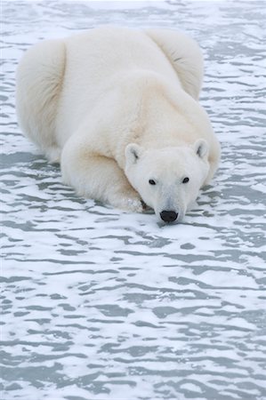 simsearch:700-01195251,k - Polar Bear on Ice, Churchill, Manitoba, Canada Stock Photo - Premium Royalty-Free, Code: 600-00866416