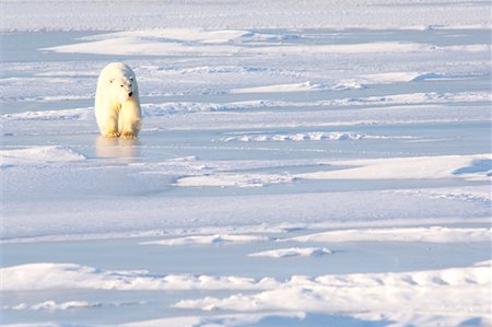 simsearch:700-01195251,k - Polar Bear Walking on Ice, Churchill, Manitoba, Canada Stock Photo - Premium Royalty-Free, Code: 600-00866418