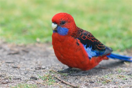 simsearch:600-00865387,k - Crimson Rosella Parrot, Wilsons Promontory National Park, Victoria, Australia Stock Photo - Premium Royalty-Free, Code: 600-00917913
