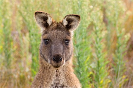 Le gris kangourou, Wilsons Promontory National Park, Victoria, Australie Photographie de stock - Premium Libres de Droits, Code: 600-00917927