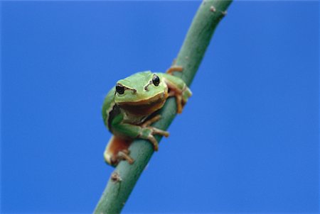 Tree Frog Stock Photo - Premium Royalty-Free, Code: 600-00911059
