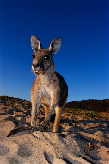 kangaroos in australia. australia australia kangaroo